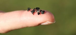 Test-your-infill-Labosport11